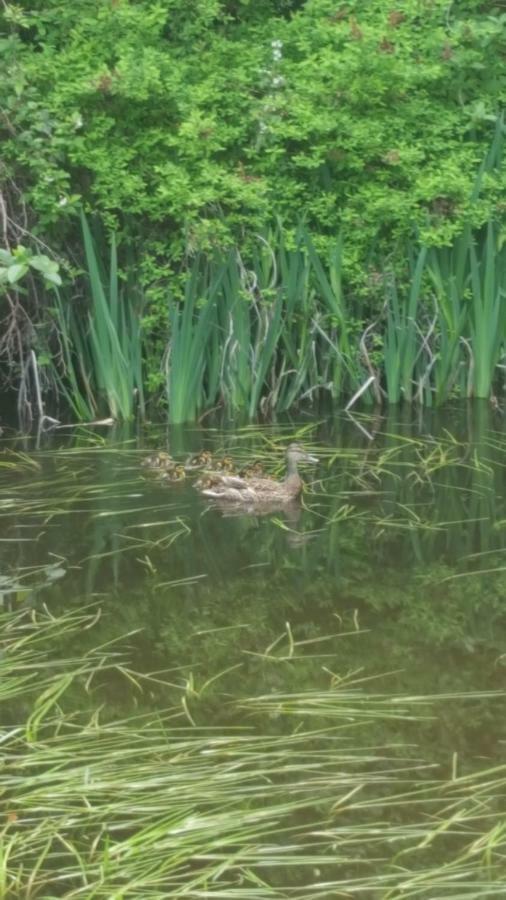 فيلا A Tiny Escape Roberts Creek المظهر الخارجي الصورة